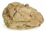 Fossil Ichthyosaur Coprolite (Fossil Poo) - England #351037-2
